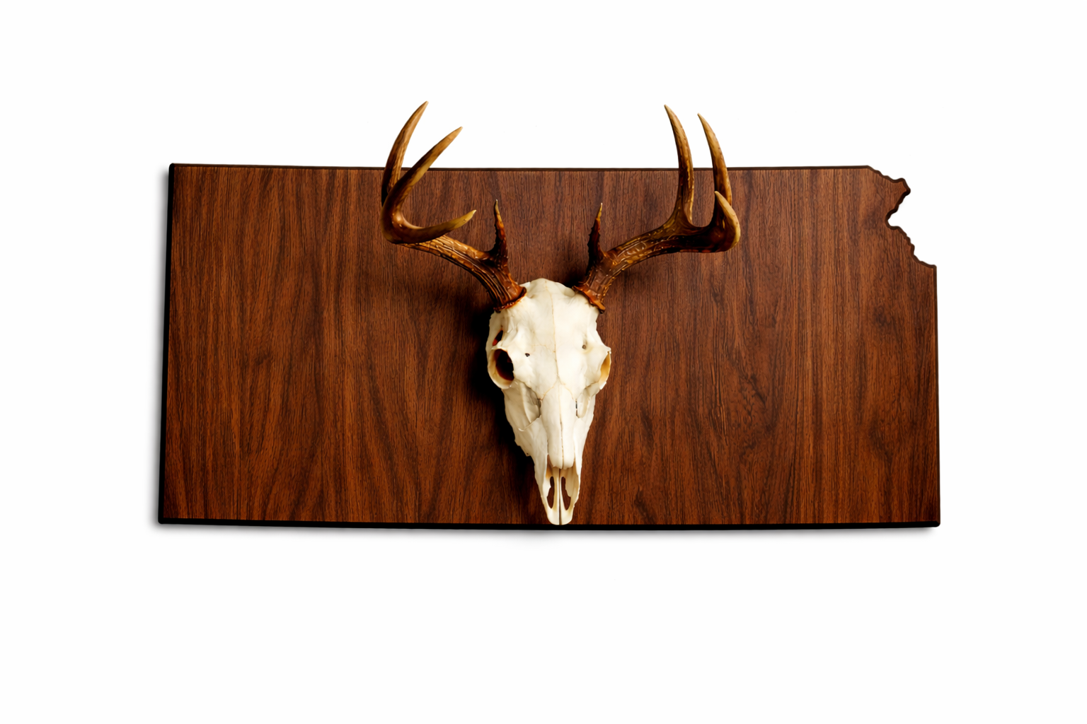 State & Skull™ Custom Skull Mount Board